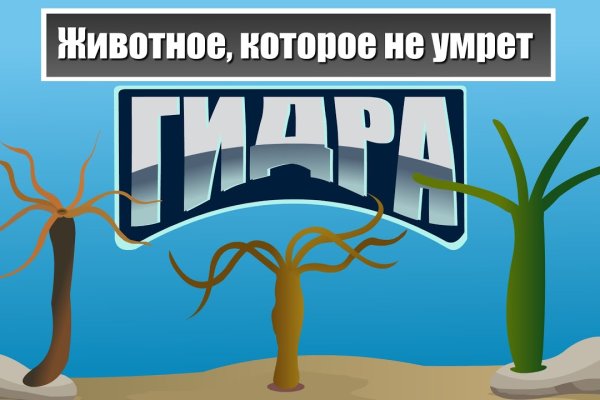 Зеркала тор