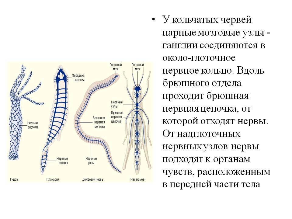 Магазин kraken даркнет